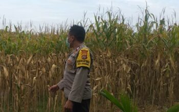 Bhabinkamtibmas Jagaraga Dukung Ketahanan Pangan di Dusun Beremi