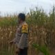 Bhabinkamtibmas Jagaraga Dukung Ketahanan Pangan di Dusun Beremi
