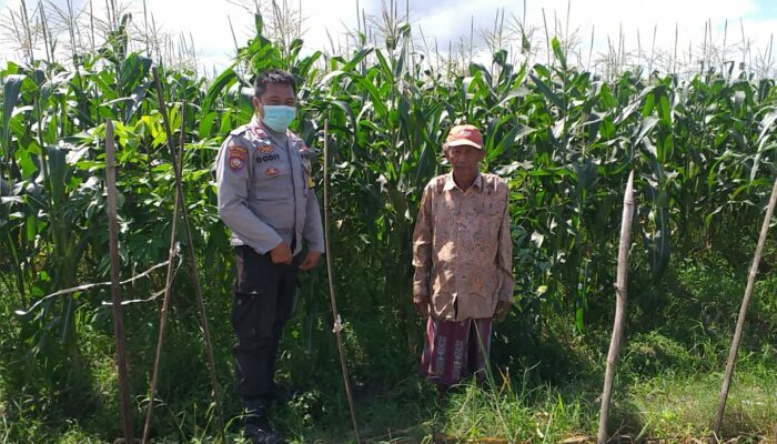 Peran Bhabinkamtibmas dalam Wujudkan Ketahanan Pangan Lokal