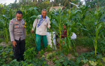 Bhabinkamtibmas Kuripan Utara Dukung Ketahanan Pangan Lokal