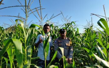 Bhabinkamtibmas Mareje Timur Dampingi Petani Jagung Tingkatkan Hasil Panen