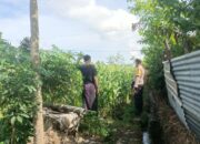 Jagung Bonanza dan Peran Polri dalam Ketahanan Pangan