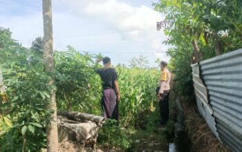 Jagung Bonanza dan Peran Polri dalam Ketahanan Pangan