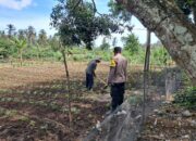 DDS Polsek Sekotong Dorong Pemanfaatan Lahan Pertanian Warga