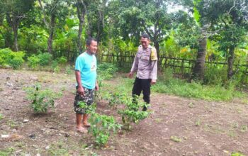 DDS Bhabinkamtibmas Batu Putih: Edukasi Pekarangan Tangguh Pangan
