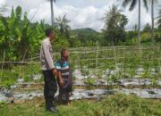 Dukung Ketahanan Pangan, Polri Aktif di Desa Batu Putih
