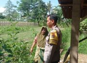 Sinergi Polisi dan Petani di Bawak Gunung Wujudkan Kemandirian Pangan