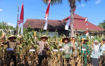 Polres Lombok Utara Gelar Panen Raya Jagung Serentak Nasional di Mapolsek Gangga