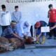 Wujud Kepedulian, 248 Hewan Qurban Disalurkan Polda NTB dan Polres/ta Jajaran