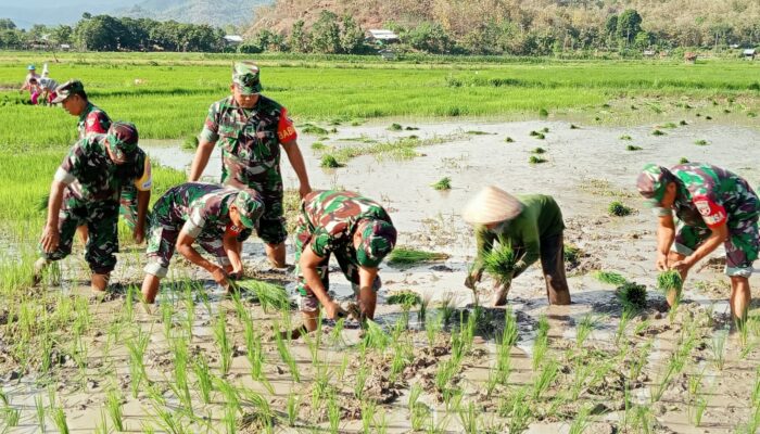 Woha Makin Mandiri Pangan: Koramil 04/Woha Gencarkan Program Unggulan