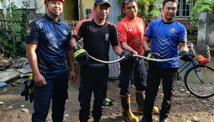 Evakuasi Ular Sawah Sepanjang 1,6 Meter Masuk Dalam Rumah Warga,Di Desa Rumak Kediri