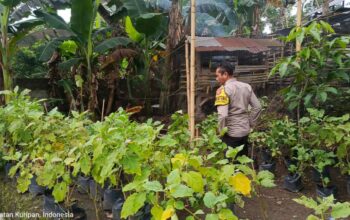 Pemuda Kuripan Utara Sulap Pekarangan Jadi Kebun Pangan Mandiri