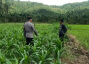Kunjungan DDS: Ketahanan Pangan dan Kamtibmas Jadi Fokus Polisi Sekotong