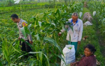 Kuripan Utara Siapkan Pola Tanam Adaptif di Musim Tak Menentu