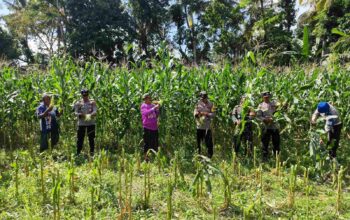 Sinergi Ketahanan Pangan: Panen Jagung Bersama di Kuripan, NTB