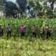 Sinergi Ketahanan Pangan: Panen Jagung Bersama di Kuripan, NTB