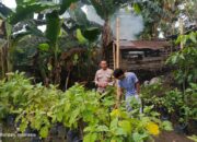 Pemuda Pesongoran Bergerak Wujudkan Kemandirian Pangan