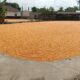 Pengawasan Gudang Jagung oleh Polsek Gerung Dukung Program Pangan