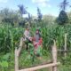 Sinergi Polri dan Petani Jagung di Dusun Kambeng Barat