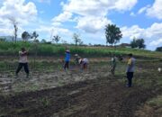 Peran Polri Dalam Swasembada Pangan di Sekotong, NTB