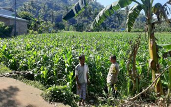 Polisi Sambangi Petani Jagung di Sekotong Timur, Dukung Ketahanan Pangan