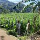Peran Bhabinkamtibmas Lembar dalam Mendukung Petani Jagung Lokal