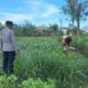 Bhabinkamtibmas Pelangan Aktif Dukung Ketahanan Pangan Lokal