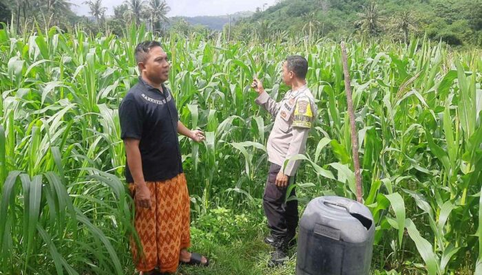 Bhabinkamtibmas Sekotong Dukung Petani Jagung Menuju Swasembada