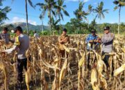 Polsek Gerung Aktif Dukung Rantai Pasok Pertanian