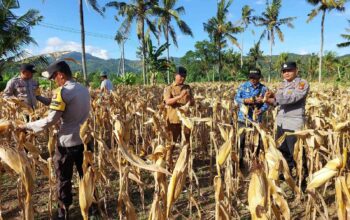 Dukungan Polsek Gerung untuk Petani Jagung Lombok Barat