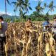 Dukungan Polsek Gerung untuk Petani Jagung Lombok Barat