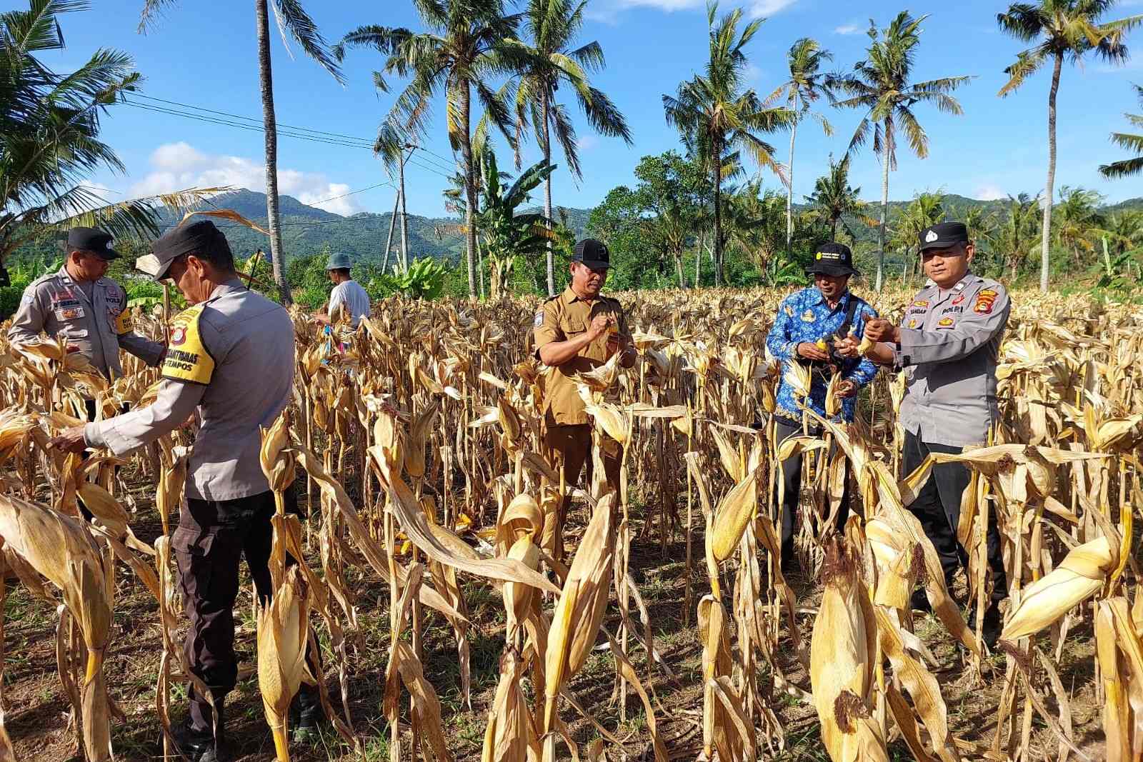 Polsek Gerung Aktif Dukung Rantai Pasok Pertanian