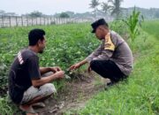 Dari Kuripan untuk Indonesia: Ketahanan Pangan Dimulai dari Rumah