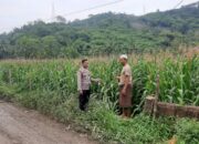 Polsek Lembar Dorong Produktivitas Jagung di Lombok Barat