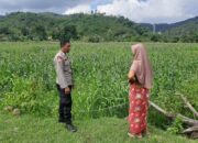 Polsek Lembar Dukung Ketahanan Pangan Lewat Sambang Petani di Sekotong Timur