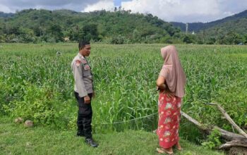 Polsek Lembar Dukung Ketahanan Pangan Lewat Sambang Petani di Sekotong Timur