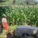 Bhabinkamtibmas Sambangi Petani Jagung di Sekotong Timur