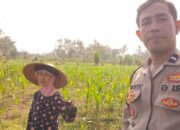 Program Ketahanan Pangan Diperkuat Lewat Kunjungan Polsek Lembar ke Petani