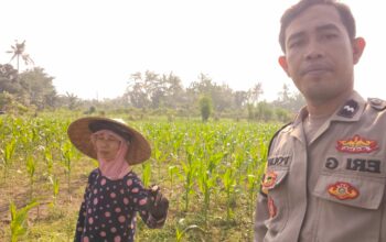 Program Ketahanan Pangan Diperkuat Lewat Kunjungan Polsek Lembar ke Petani
