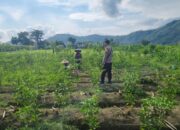 Bhabinkamtibmas Bangun Ketahanan Pangan Lewat Silaturahmi di Dusun Penimbung