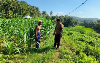 Sinergi Polri-Petani, Pengecekan Lahan Jagung di Mareje Timur