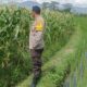 DDS Bhabinkamtibmas Beleka di Sawah: Dekatkan Polisi dan Petani