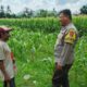 Bhabinkamtibmas Lembar Galakkan Swasembada Pangan di NTB