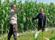 Polsek Lembar Dampingi Petani Jagung di Gunung Gundil