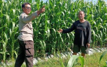Polsek Lembar Dampingi Petani Jagung di Gunung Gundil