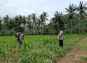 Bhabinkamtibmas di Gerung Dukung Petani Jagung di Giri Tembesi