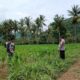 Bhabinkamtibmas di Gerung Dukung Petani Jagung di Giri Tembesi