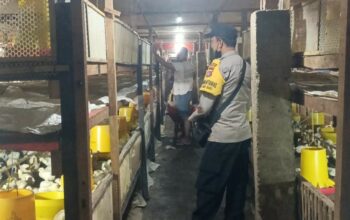 Bhabinkamtibmas Ombe Baru Dorong Ketahanan Pangan Lewat Kunjungan ke Peternak Ayam
