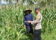 Bhabinkamtibmas Sekotong Dukung Petani Jagung Wujudkan Ketahanan Pangan