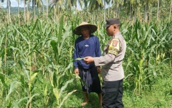 Bhabinkamtibmas Sekotong Dukung Petani Jagung Wujudkan Ketahanan Pangan